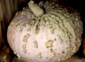 Peanut Pumpkin, Cucurbita `Galeux dÃ¢â¬â¢Eysines`, Bumpkin Pumkin Royalty Free Stock Photo